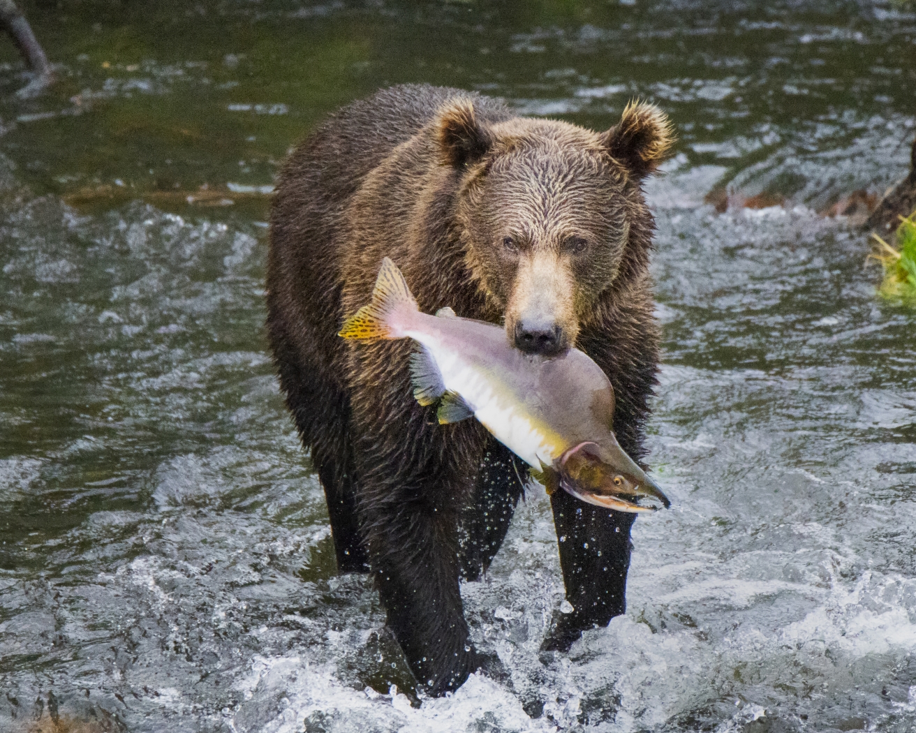 Kodiak bear Posing with Salmon by Danielle D'Ermo