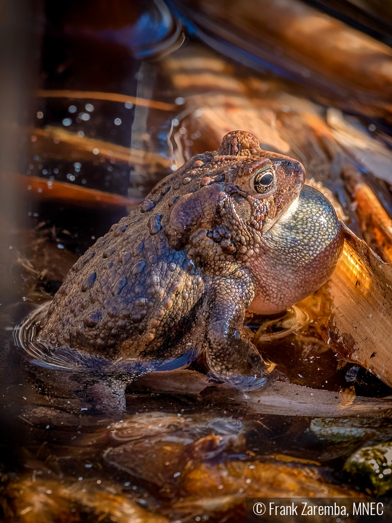 Late in the day croaking frog by Frank Zaremba, MNEC
