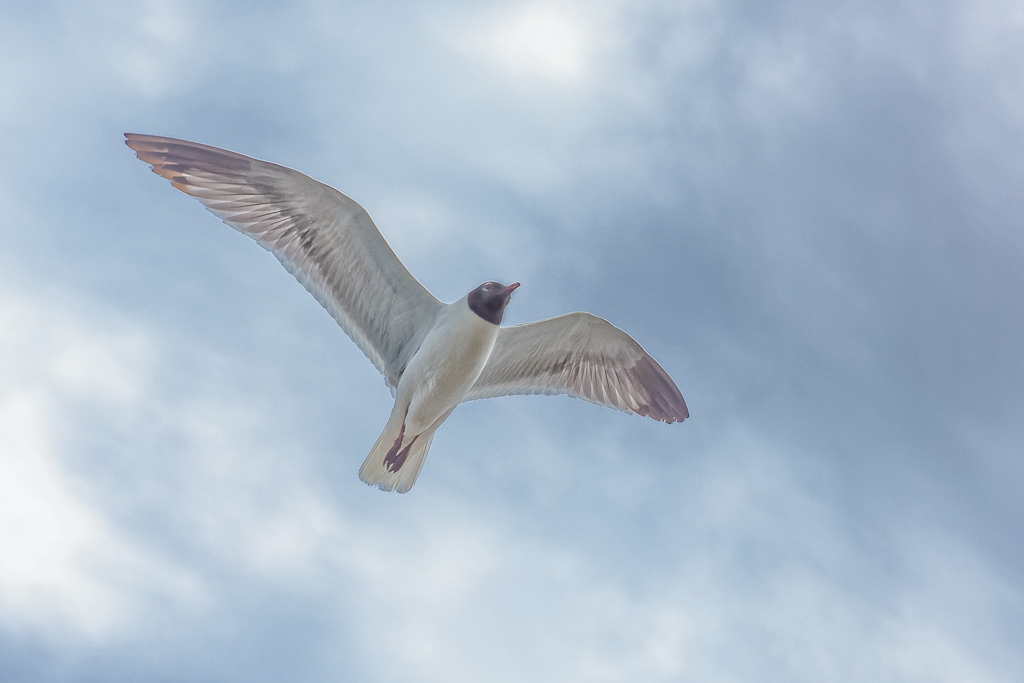 Laughing Gull in Flight by John McGarry