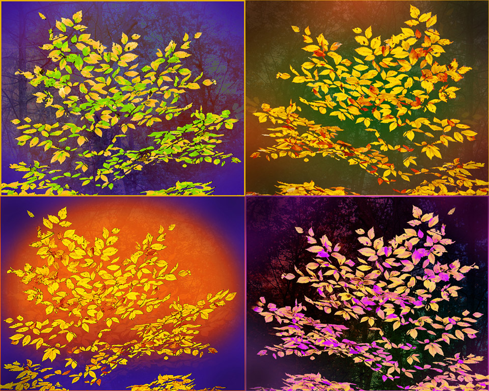 Leaf Variations - Photo by Dolph Fusco