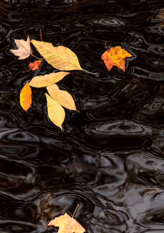 Leaves floating down stream by Richard Provost