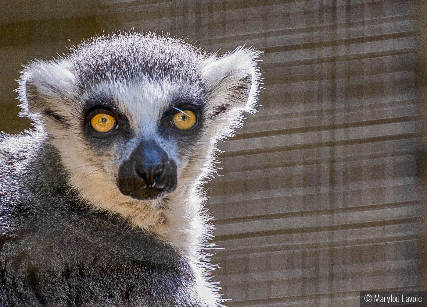 Lemur by Marylou Lavoie