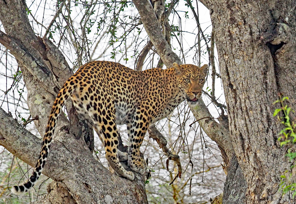 Leopard headed for her dinner in a tree by Ken Case