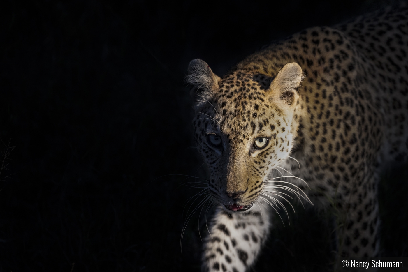 Leopard Heading Home by Nancy Schumann