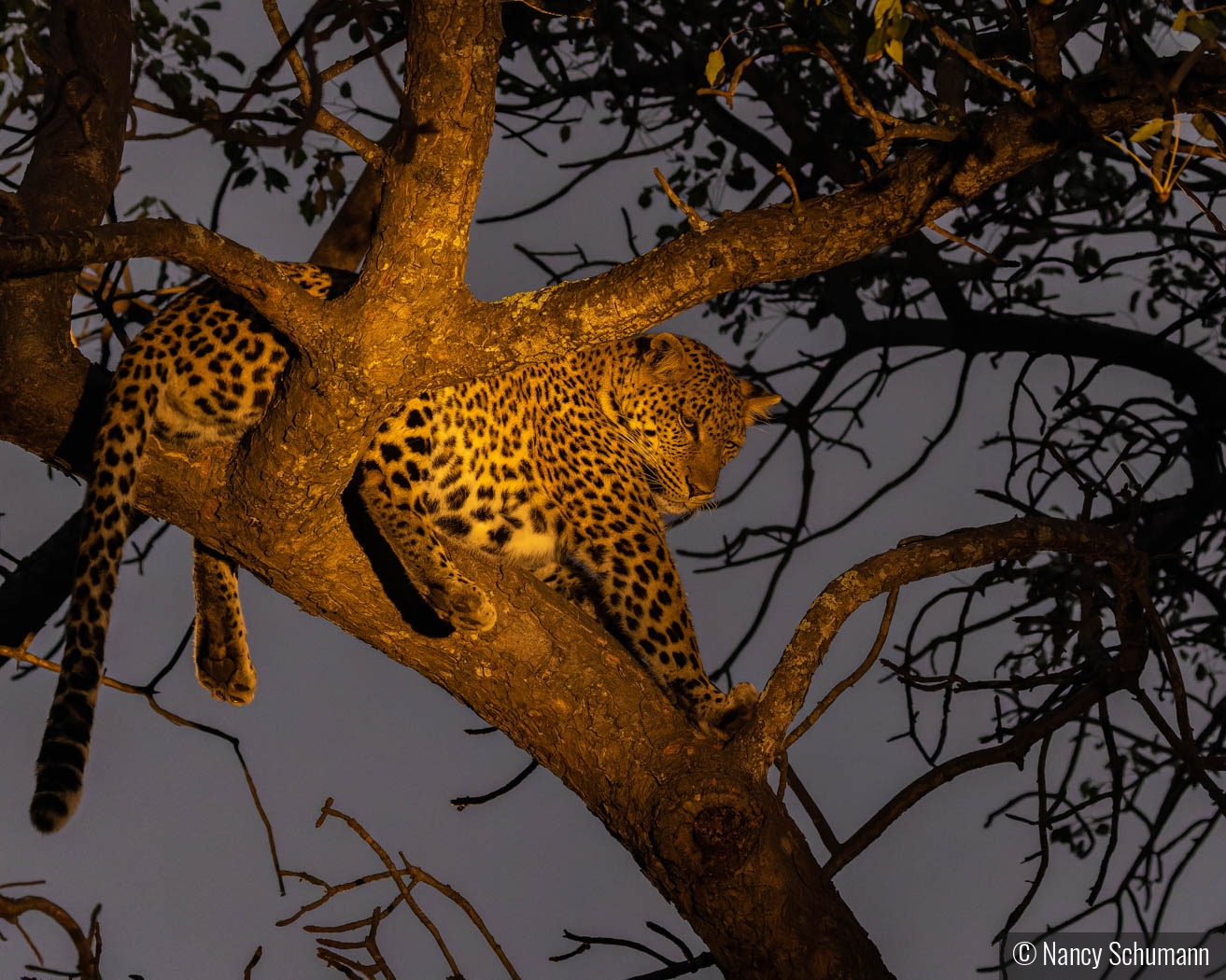 Leopard in Tree by Nancy Schumann