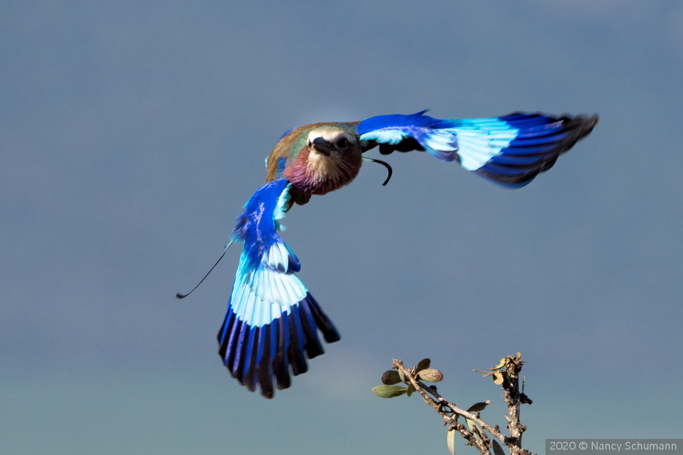 Lilac Breasted Roller by Nancy Schumann