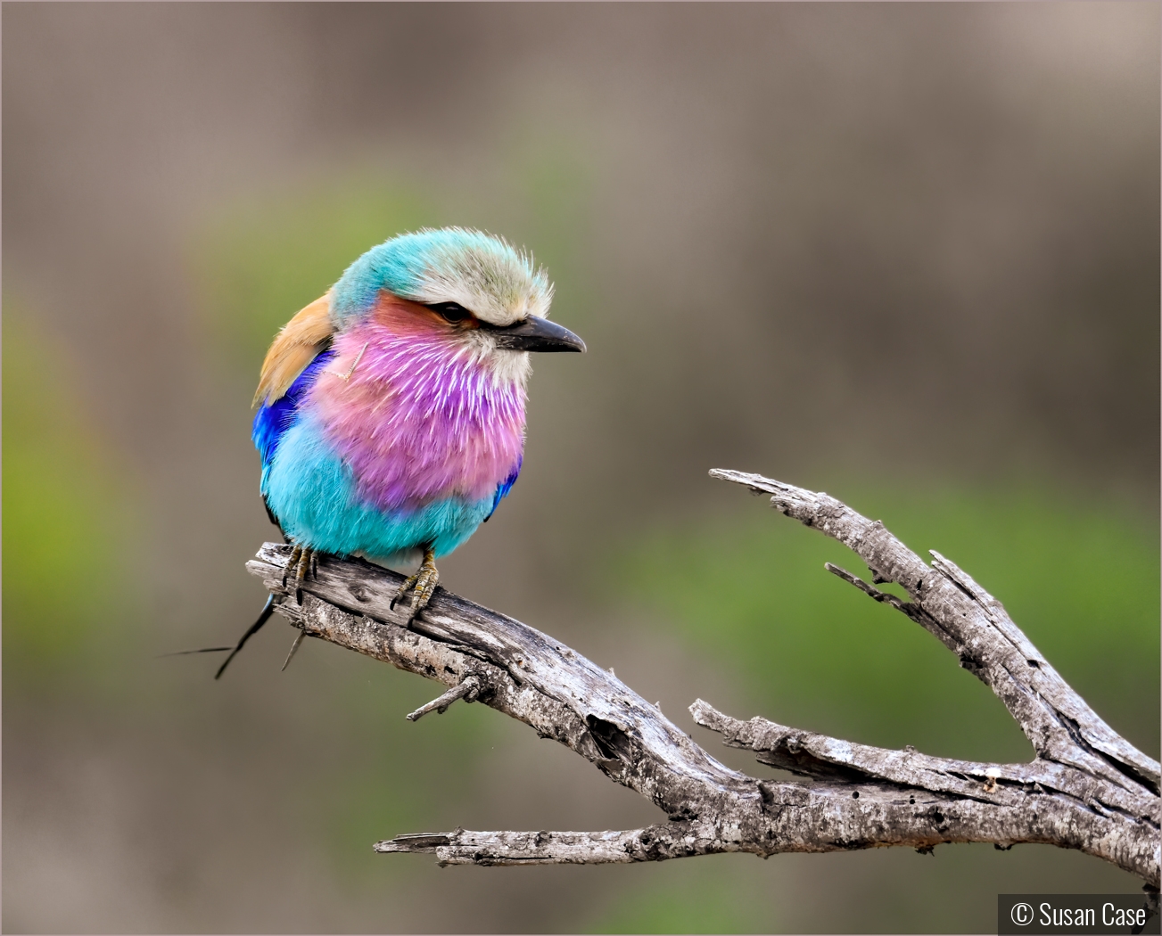 Lilac-Breasted Roller by Susan Case