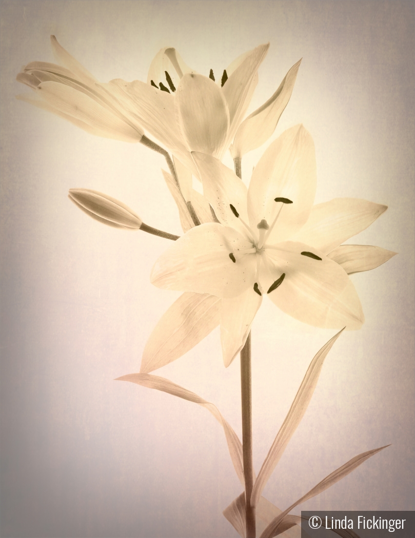 Lily in Sepia by Linda Fickinger