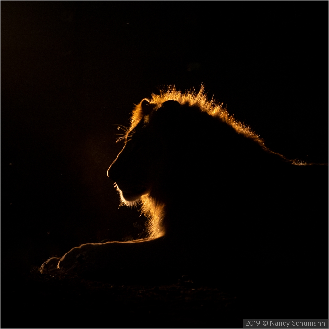 Lion at Night by Nancy Schumann
