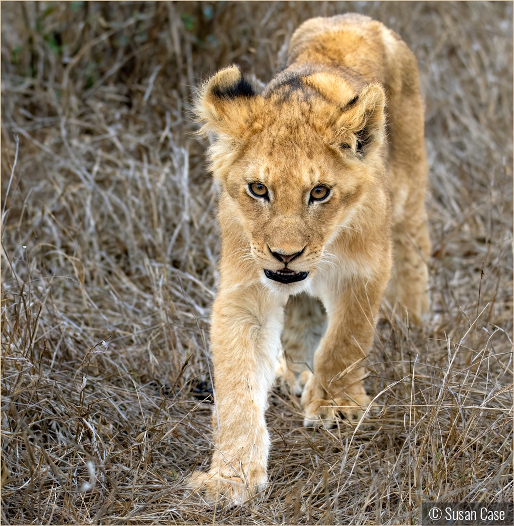 Lion Cub - On the Prowl by Susan Case