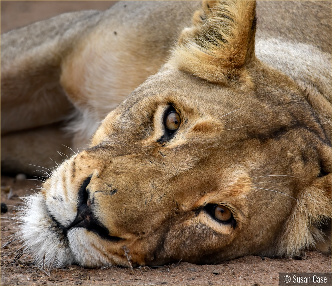Lioness - Up Close and Personal by Susan Case