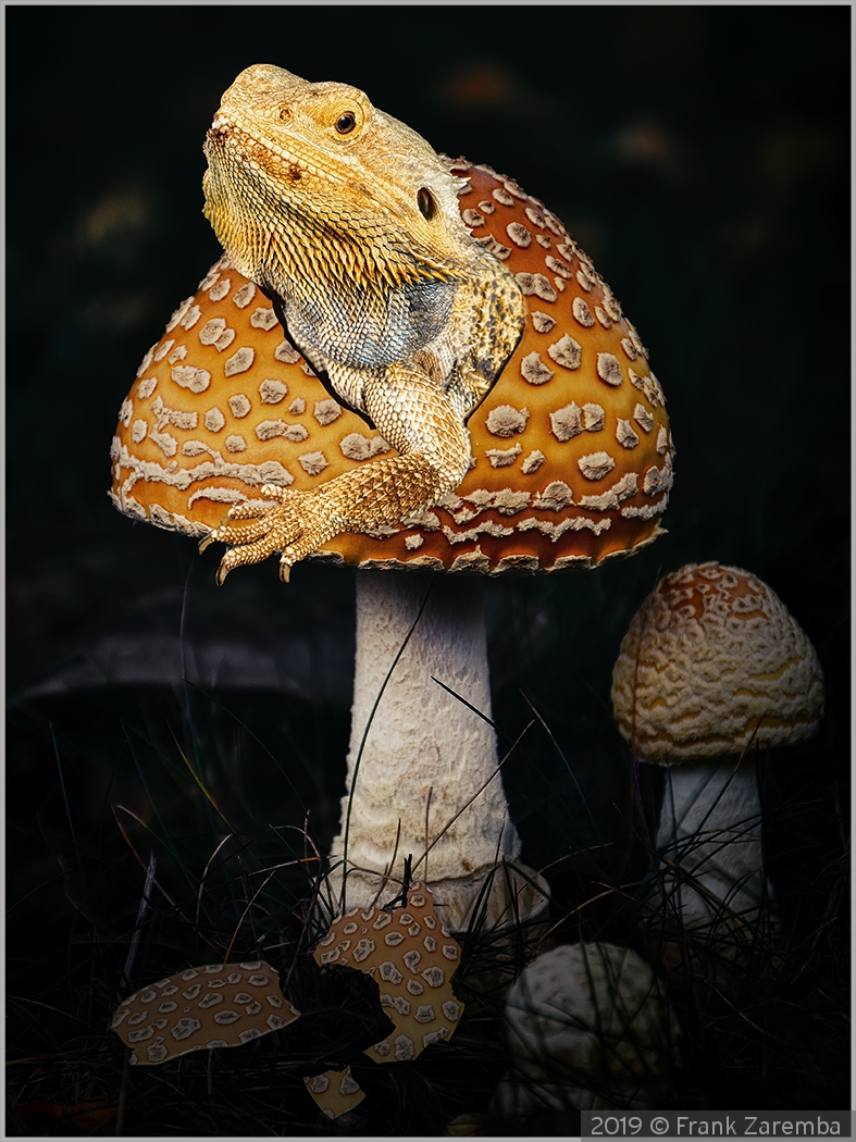 Lizard Hatching from a Magic Mushroom by Frank Zaremba