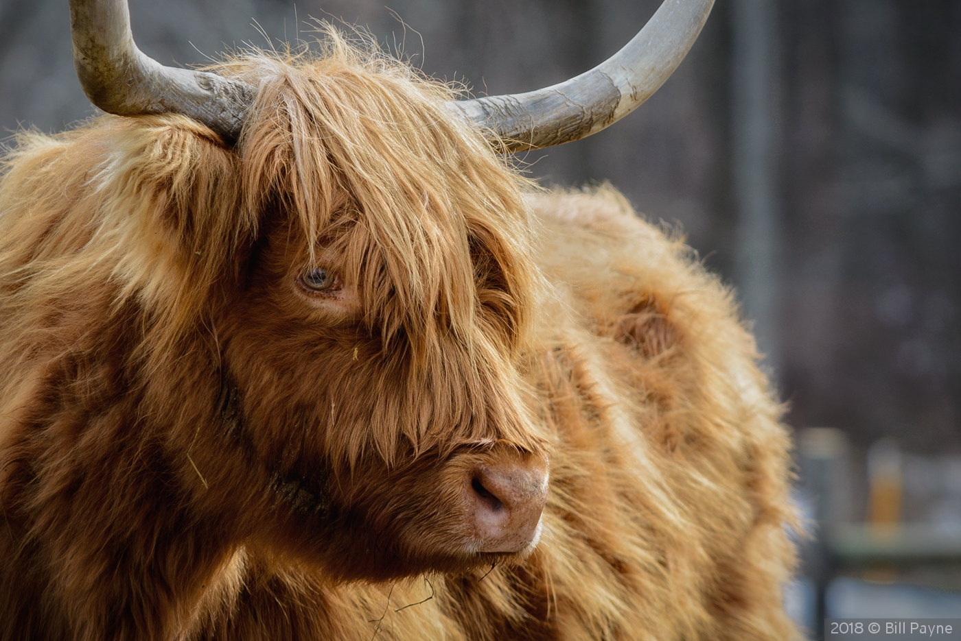Local Highland Cattle by Bill Payne