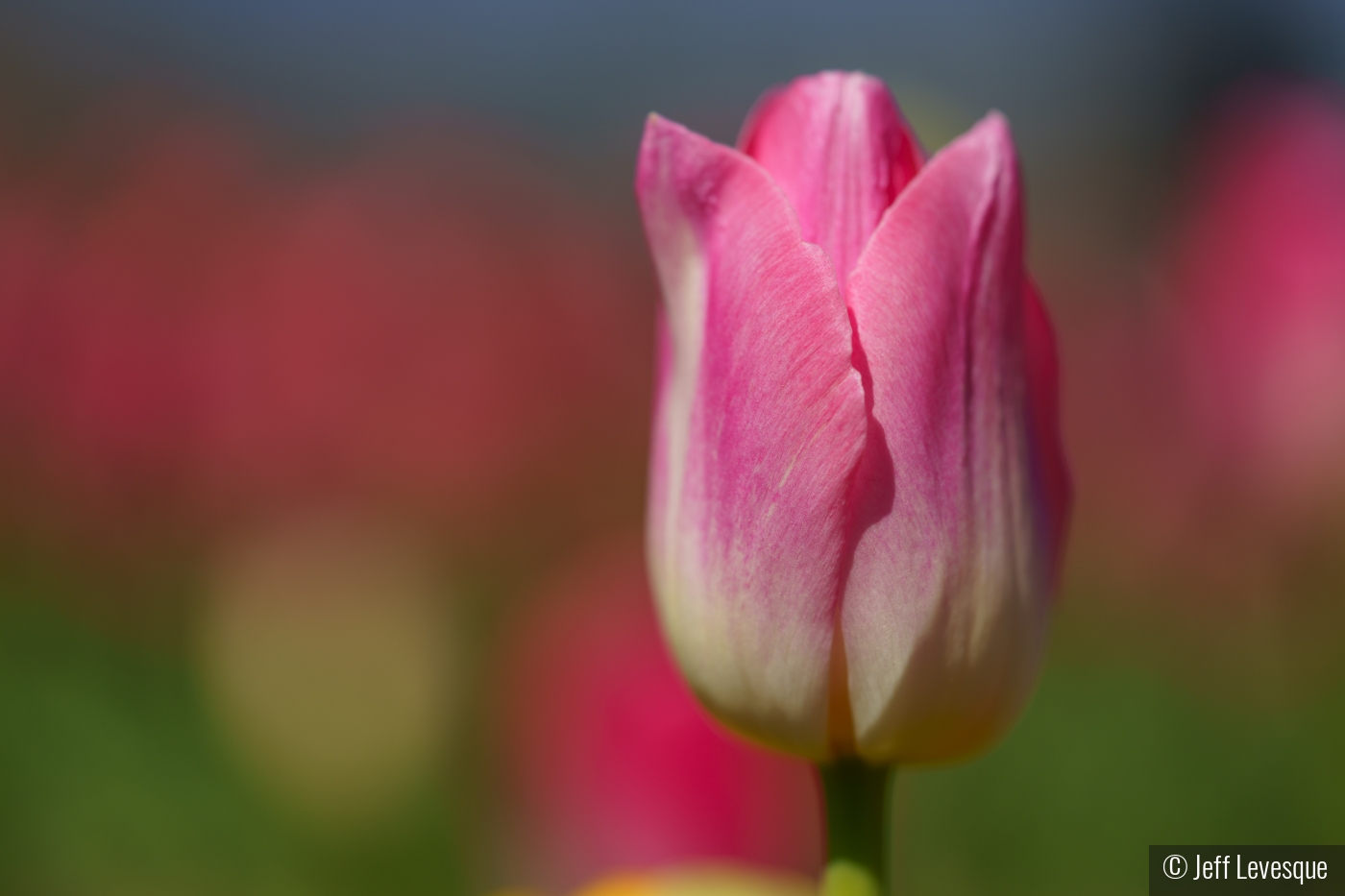 Lone Tulip by Jeff Levesque