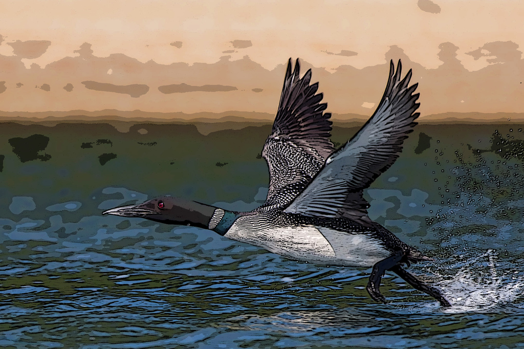 Loon Lift Off by Susan Poirier