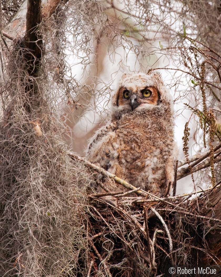 Loxahatchee owl by Robert McCue