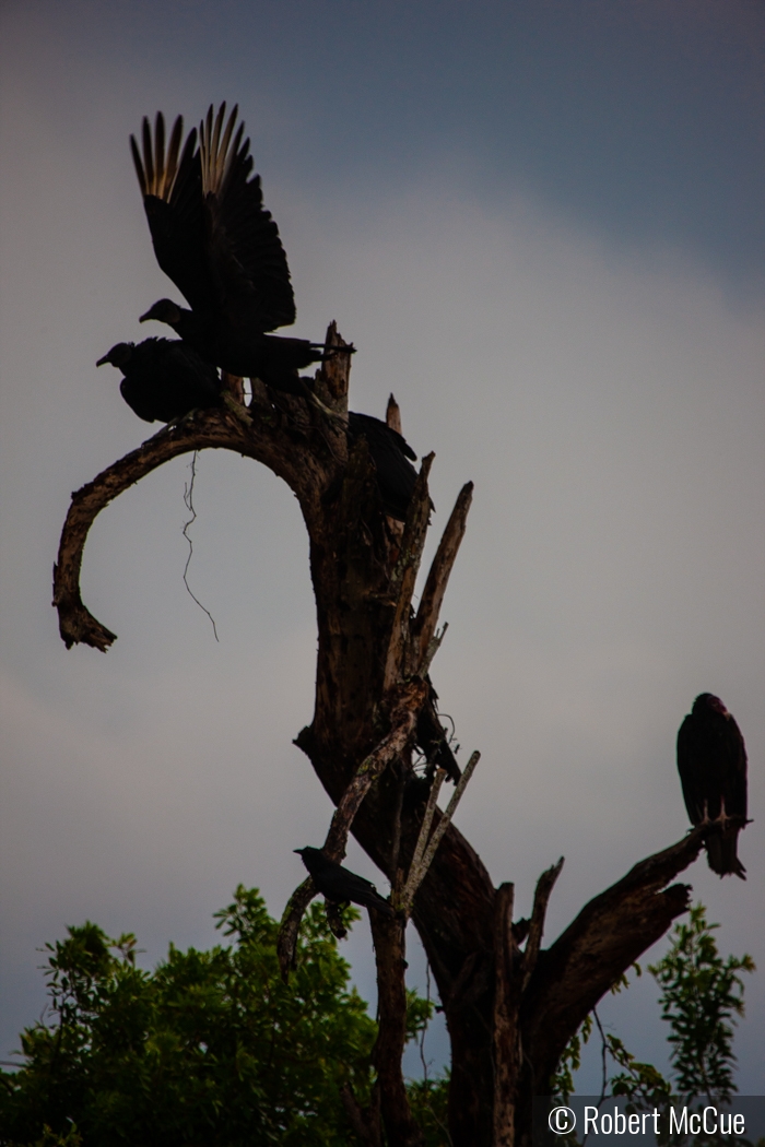 Loxahatchee vultures by Robert McCue