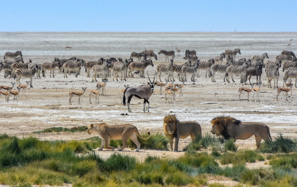 Lucky lions at a veritable smorgasbord - Etosha National Park, Namibia by Susan Case