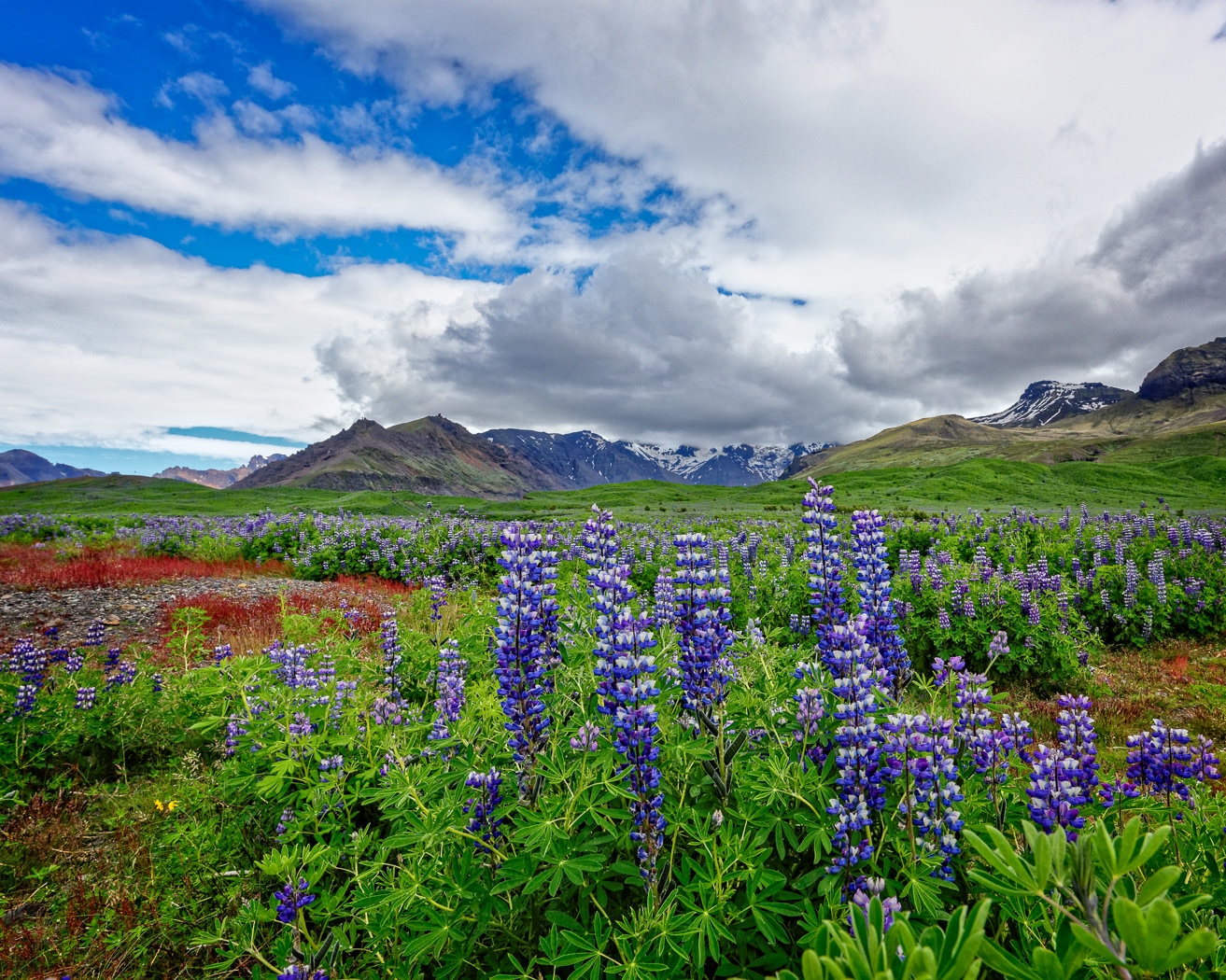 Lupines and Mountains by John McGarry