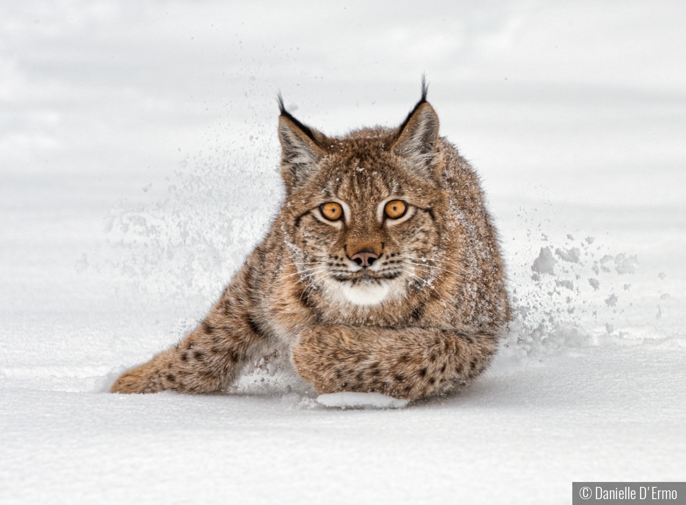 Lynx in Snow by Danielle D'Ermo
