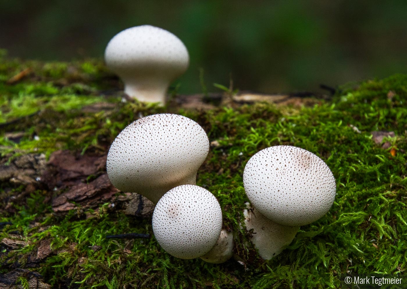Magic Mushrooms by Mark Tegtmeier