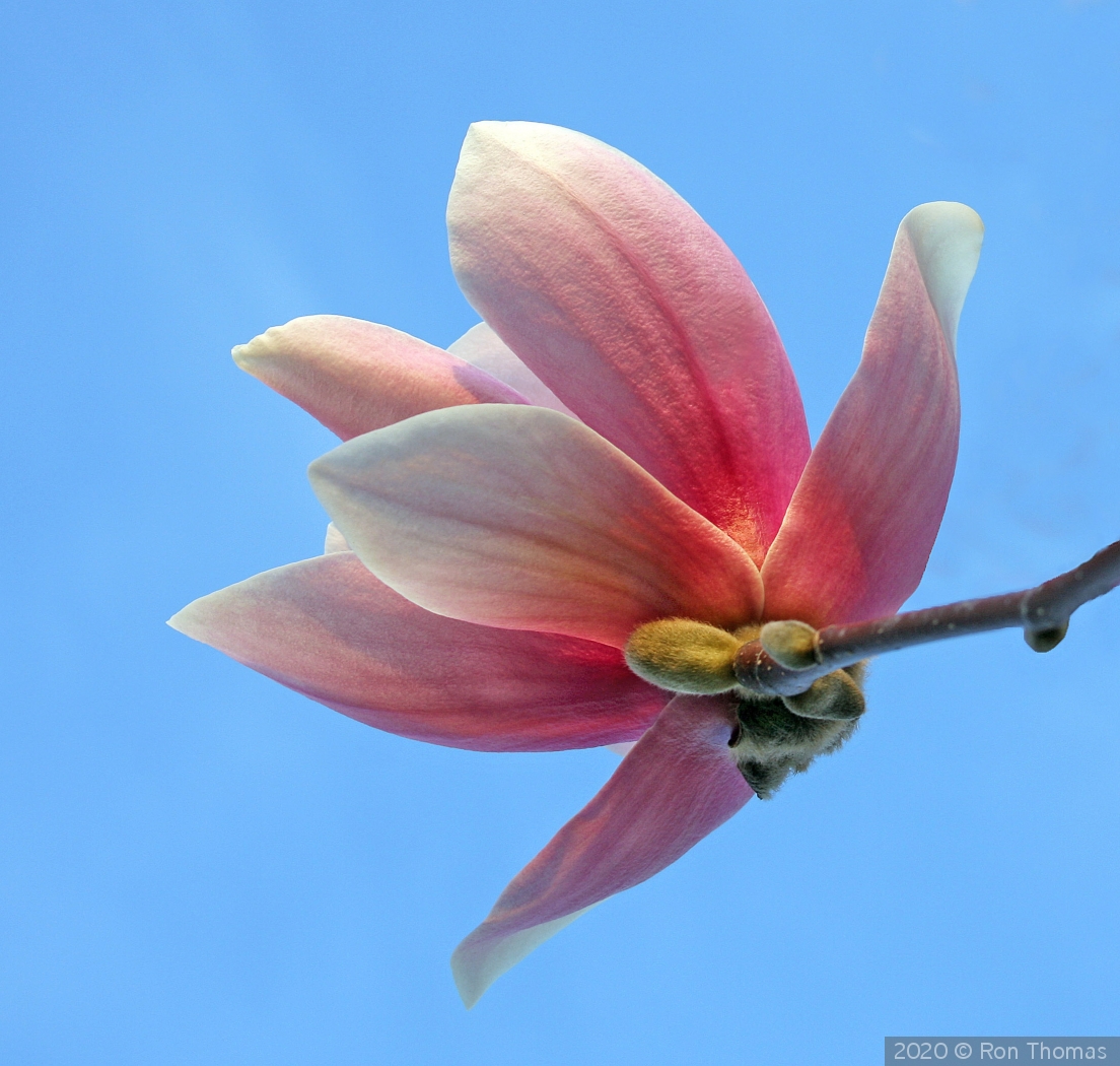Magnolia blossom by Ron Thomas