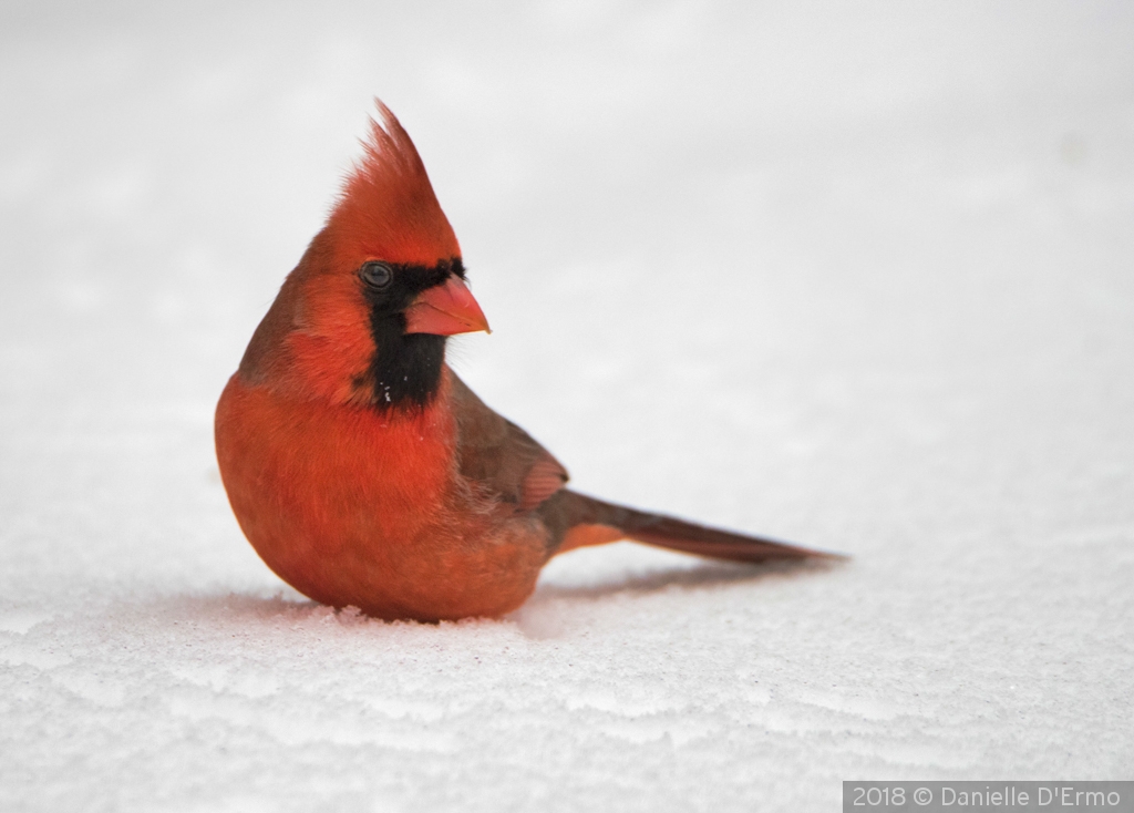 Male Cardinal in the Snow by Danielle D'Ermo