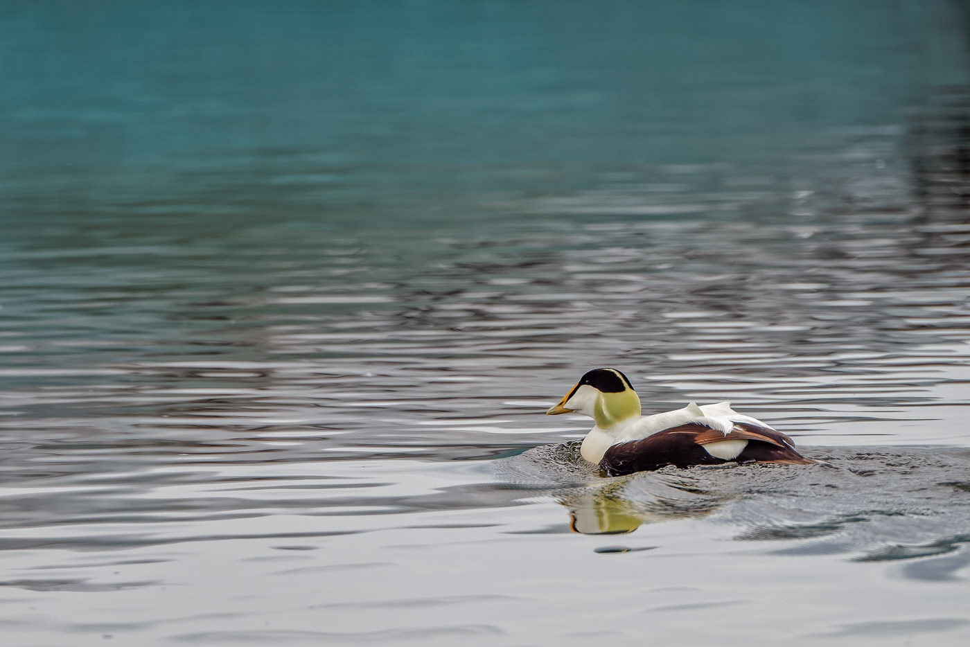 Male Common Eider by John McGarry