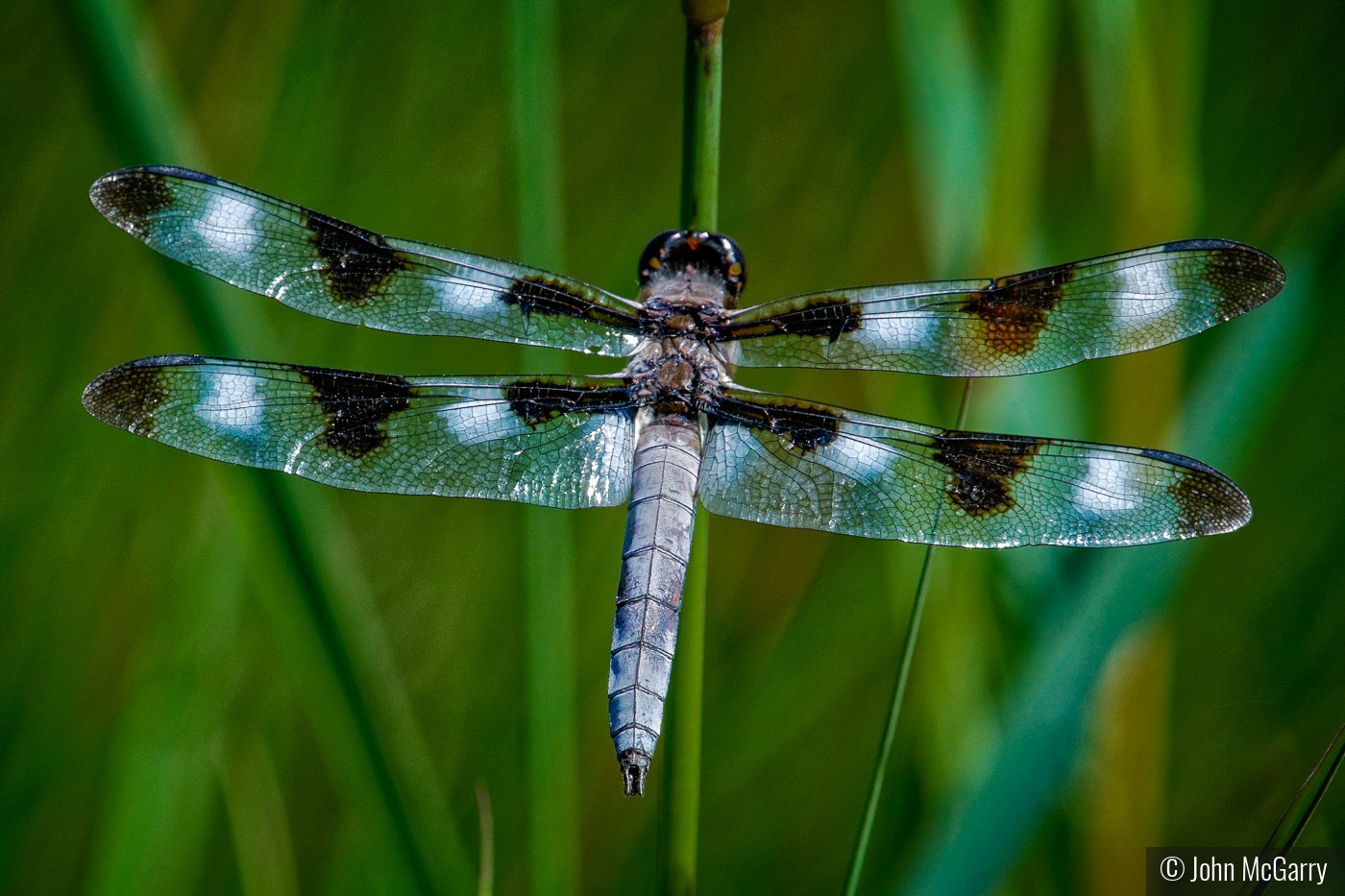 Male Twelve Spotted Skimmer by John McGarry