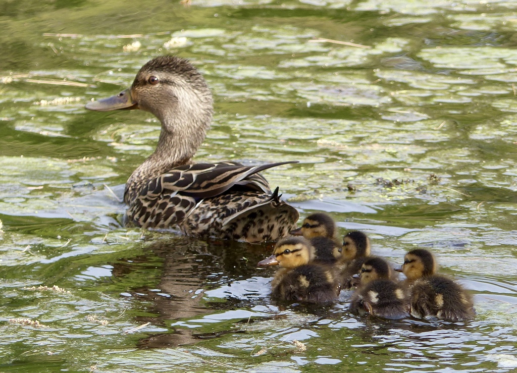 Mallard Mom and ducklings by Gary Gianini