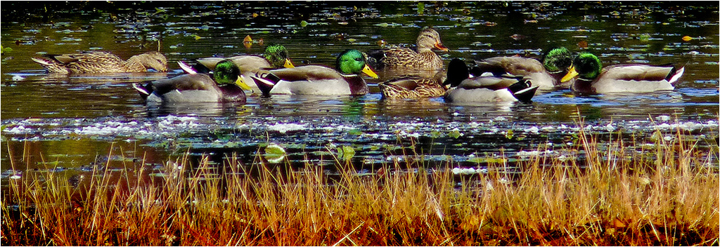 Mallards - Resubmit for March Open by Bruce Metzger