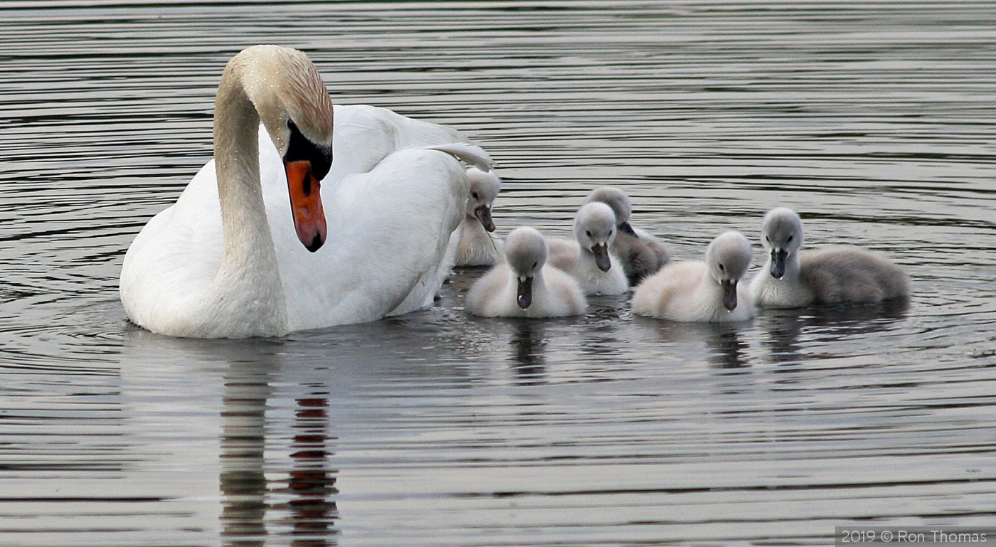 Mama and her cygnets by Ron Thomas