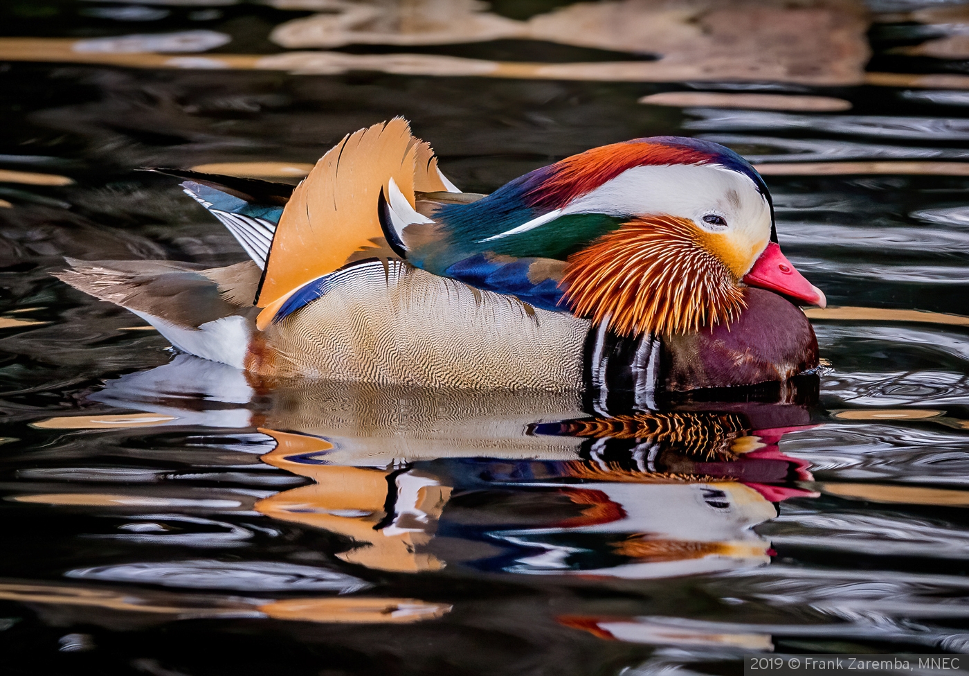 Mandarin Duck with Reflection by Frank Zaremba, MNEC