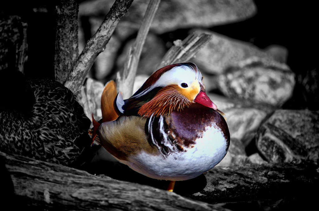 Manderin Duck - Photo by Richard Busch