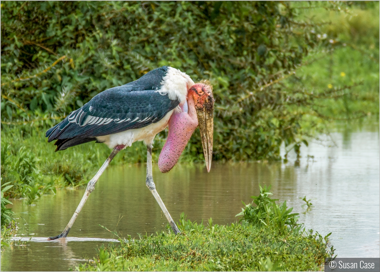 Marabou Stork With Inflated Neck Pouch by Susan Case