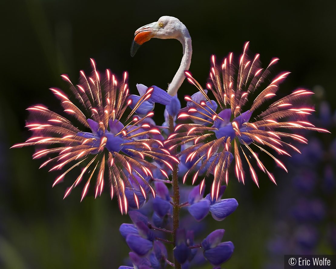 Mating Dance of the Incredible Fire-feathered Fla-lupine Bird by Eric Wolfe