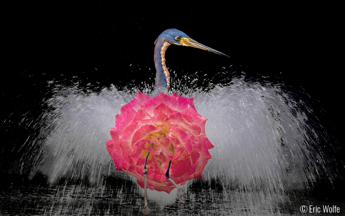 Mating Dance of the Iridescent, Rose-Chested Fountain-Heron by Eric Wolfe
