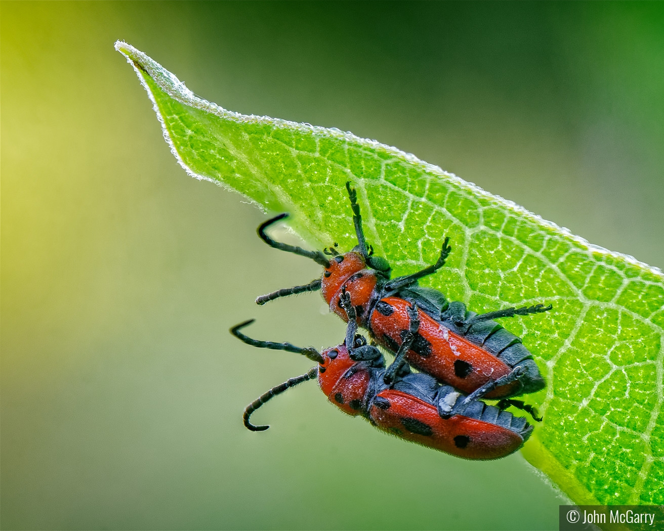 Mating Red Milkweed Beetles by John McGarry