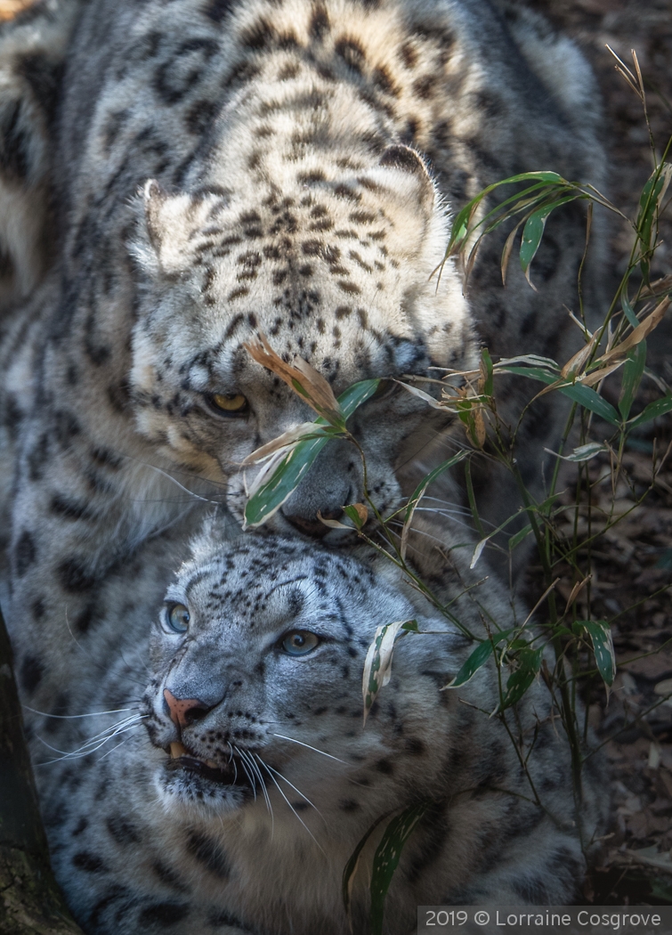 Mating Snow Leopards by Lorraine Cosgrove