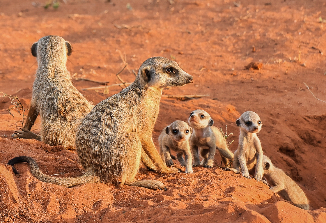 Meerkat Family on the red sands of the Kalahari Desert by Susan Case