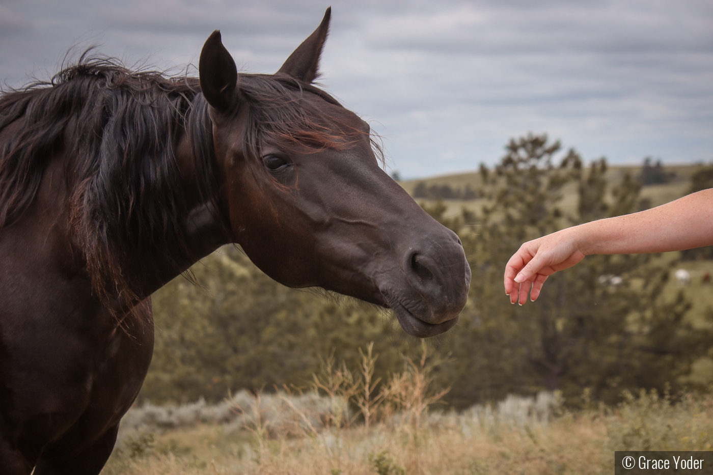 Meeting a Mustang by Grace Yoder