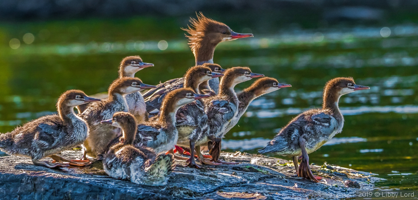 Merganser Family Resting on the River by Libby Lord