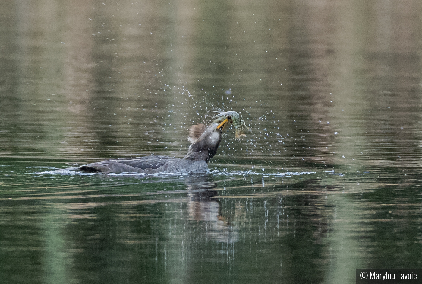 Merganser Successful Dive by Marylou Lavoie