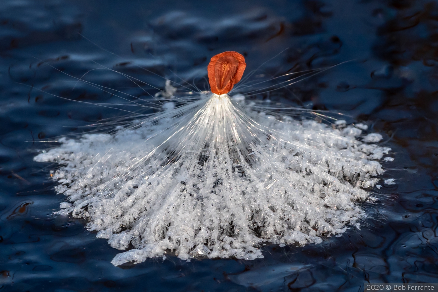Milkweed Ice Angel by Bob Ferrante