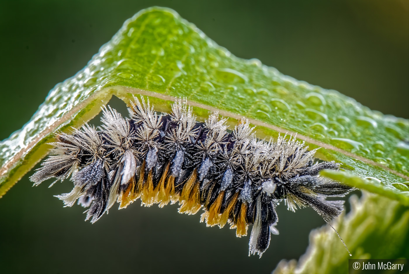 Milkweed Tussock Moth Caterpillar by John McGarry