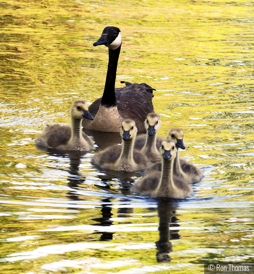 Mom with her goslings by Ron Thomas