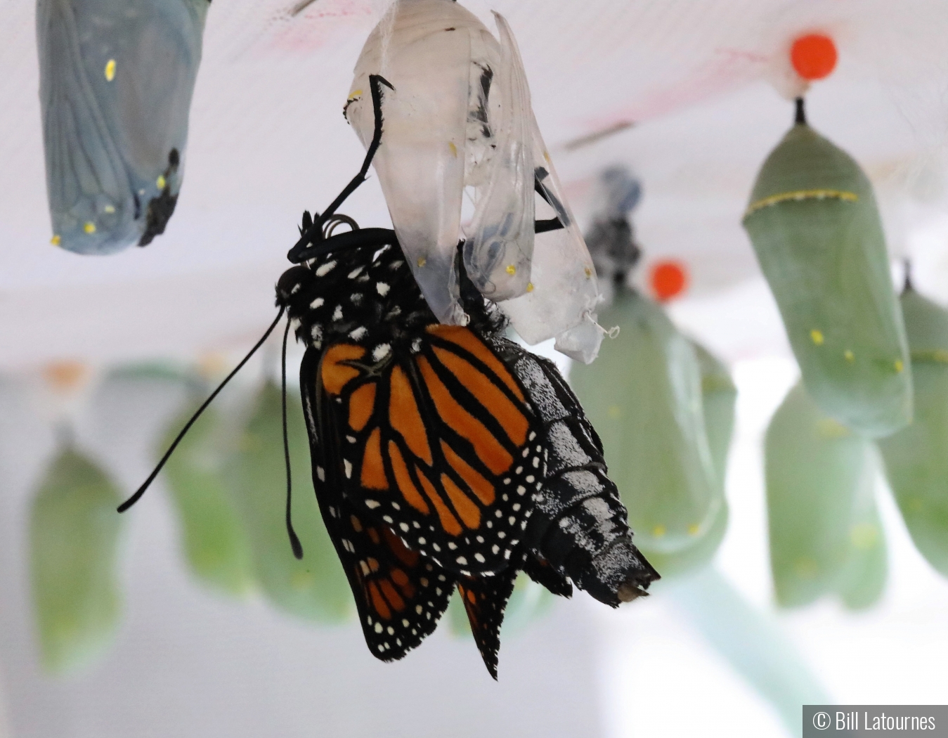 Monarch Butterfly Ranch by Bill Latournes