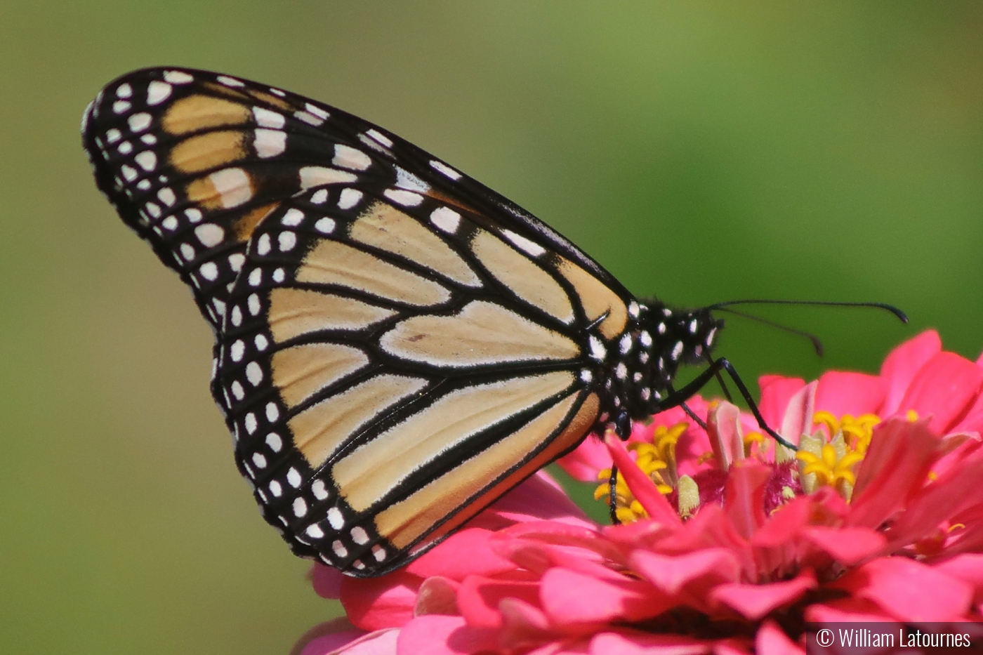 Monarch Butterfly by William Latournes