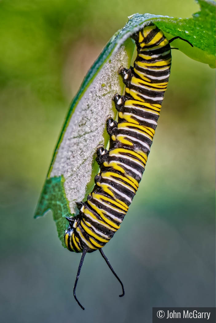 Monarch Caterpillar Feeding on Milkweed by John McGarry