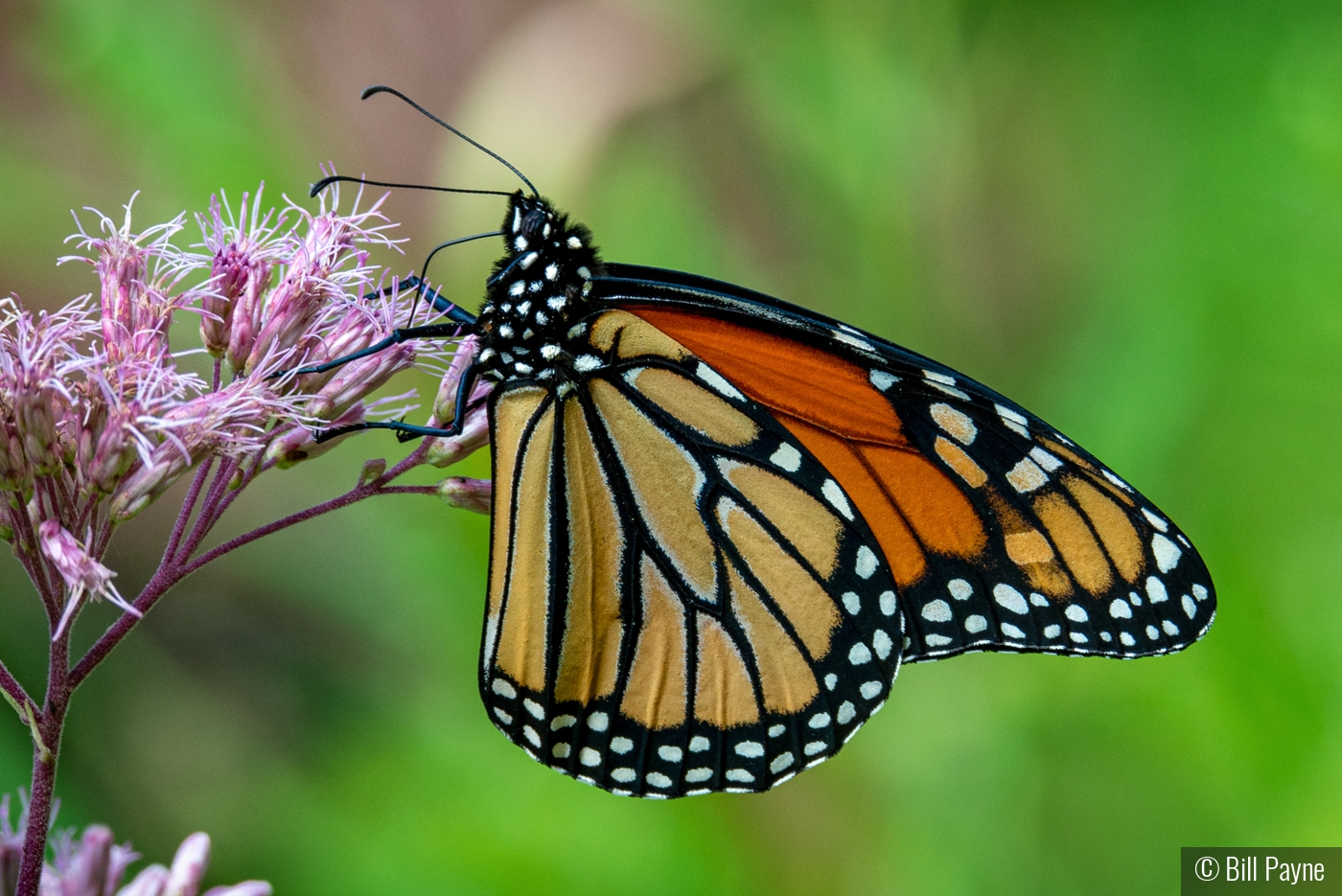 Monarch Munching Milkweed by Bill Payne